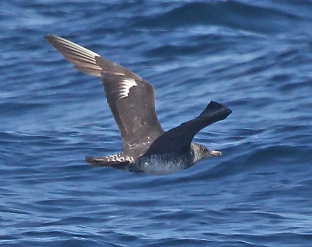 Pomarine Jaeger (nonbreeding adult light morph)