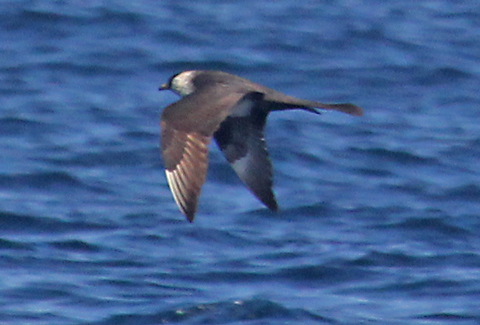 Pomarine Jaeger (breeding adult light morph)