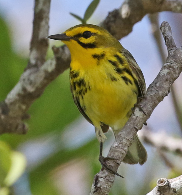 Prairie Warbler photo #3