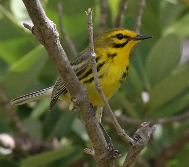 Prairie Warbler photo #2