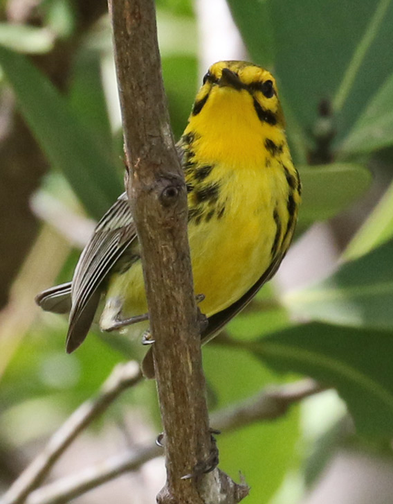 Prairie Warbler photo #4