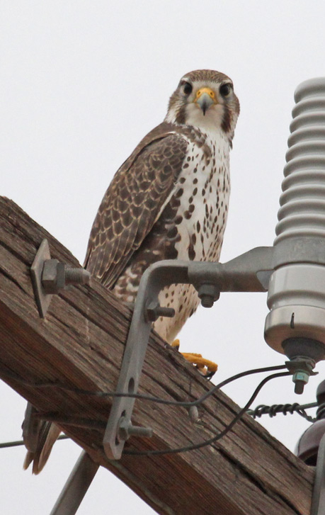 Prairie Falcon