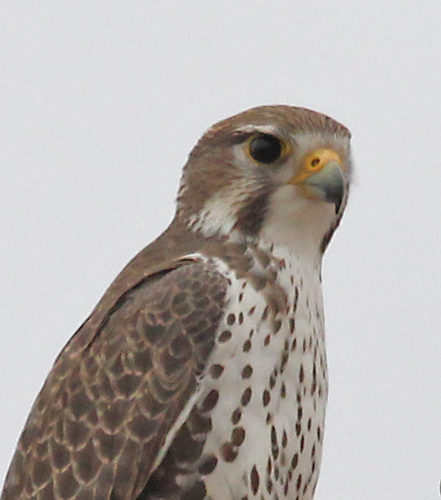 Prairie Falcon