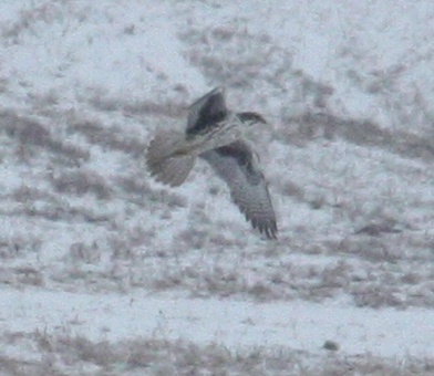 Prairie Falcon (adult)  photo 2