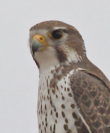 Prairie Falcon