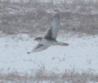 Prairie Falcon (adult)  photo 3