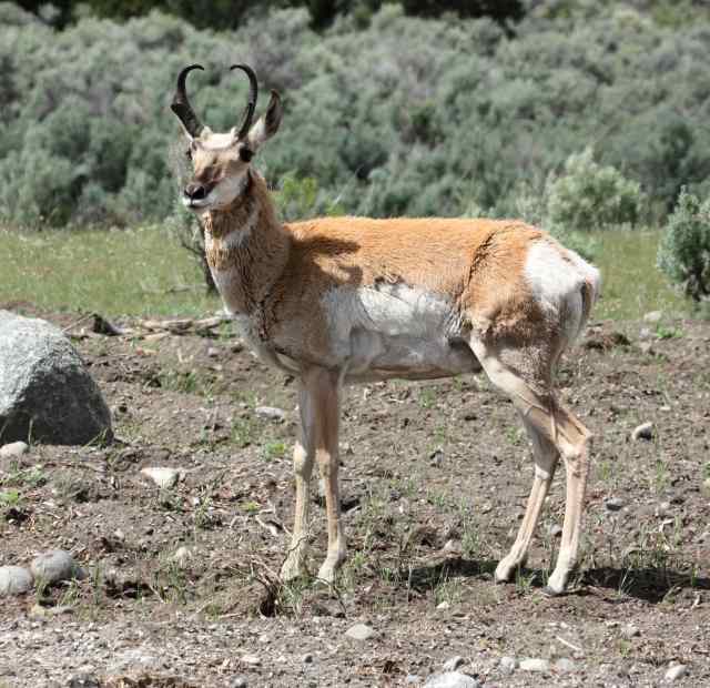 Pronghorn photo 1