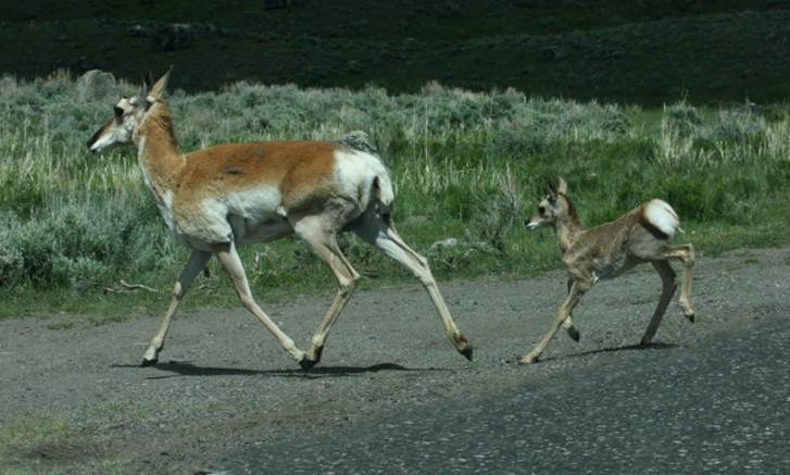 Pronghorn photo 2
