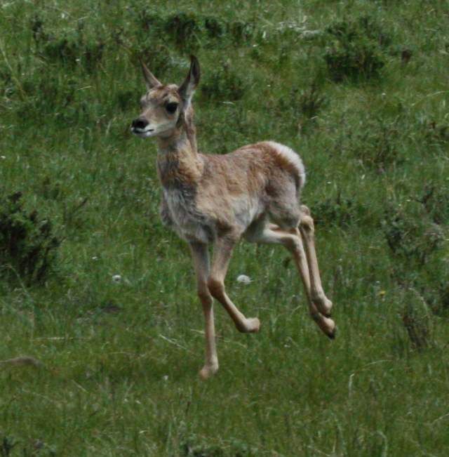Pronghorn photo 3