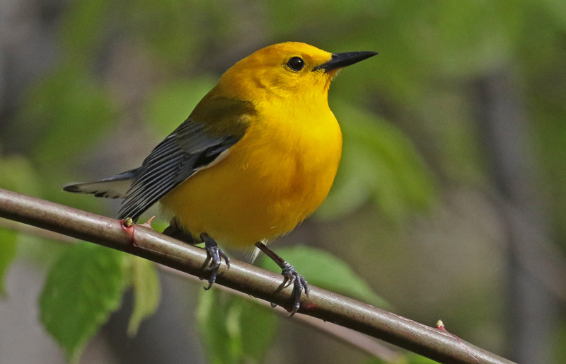 Prothonotary Warbler photo #10