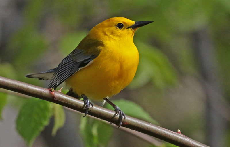 Prothonotary Warbler photo #4