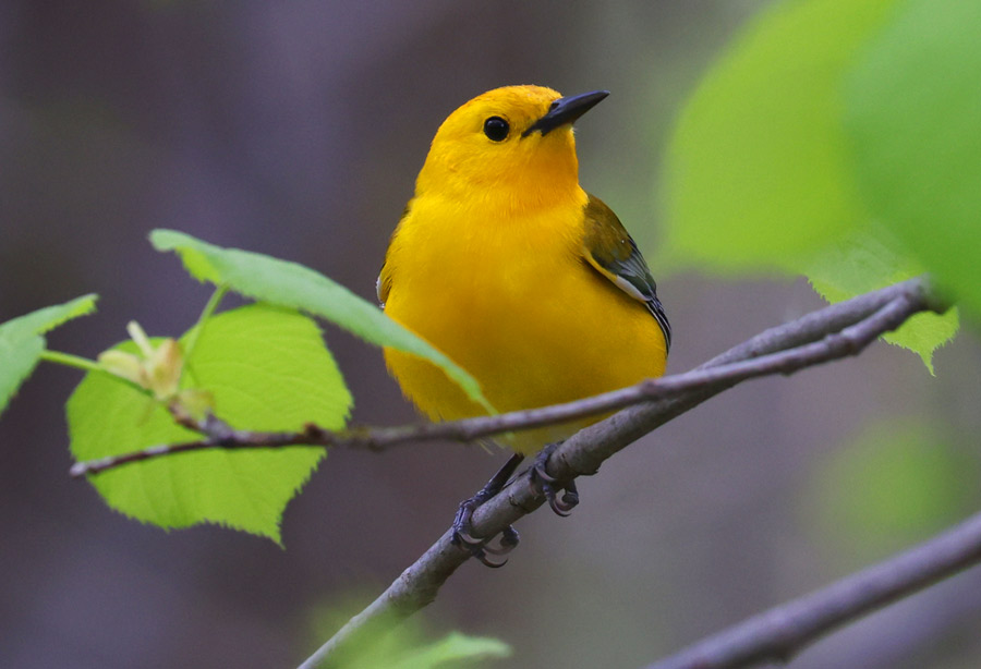 Prothonotary Warbler photo #1