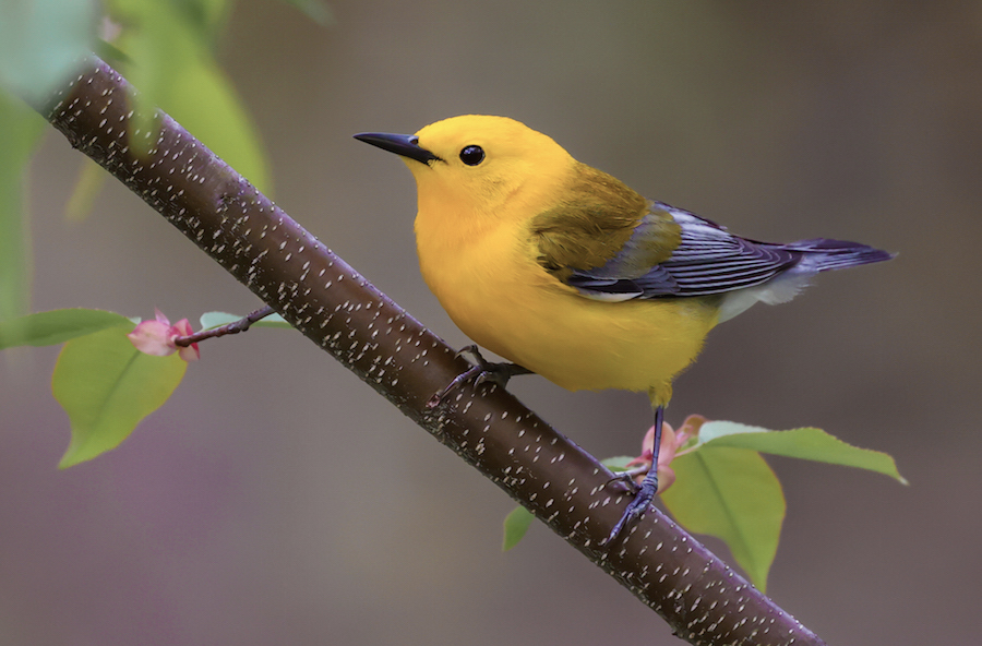 Prothonotary Warbler photo #6