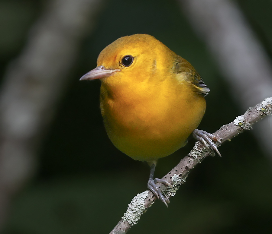 Prothonotary Warbler
