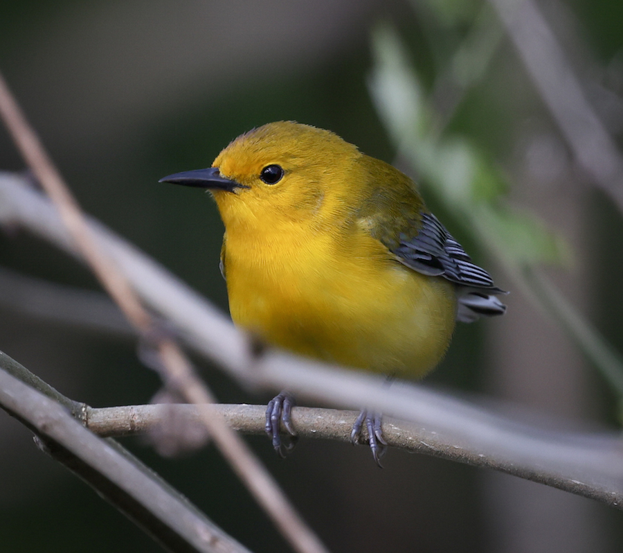 Prothonotary Warbler (spring adult female)