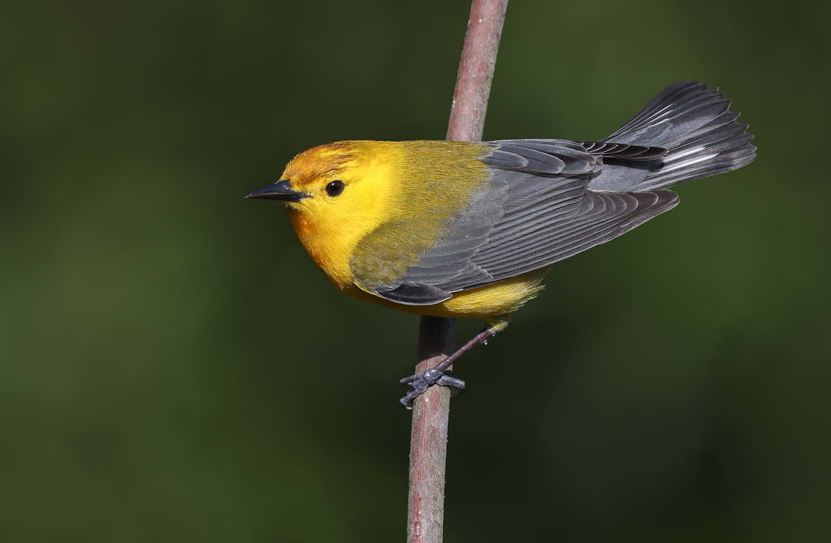 Prothonotary Warbler