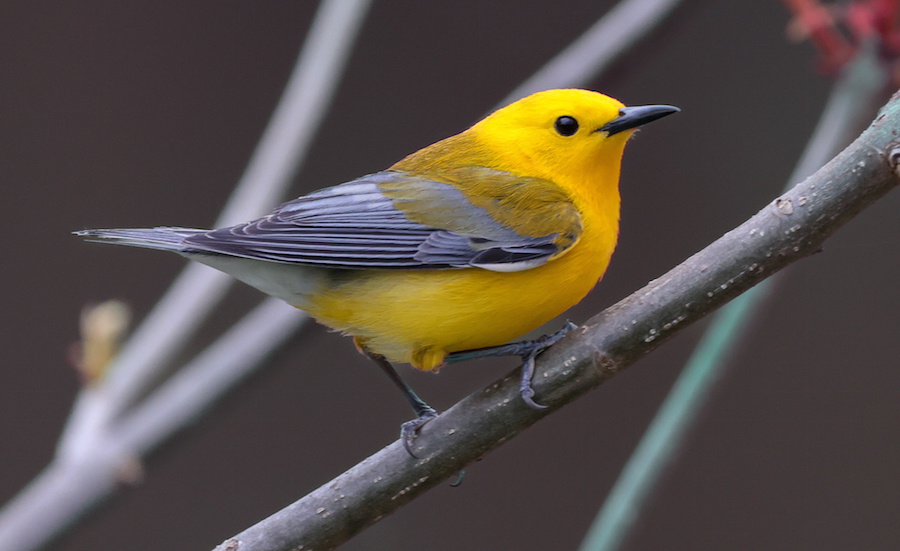 Prothonotary Warbler photo #7