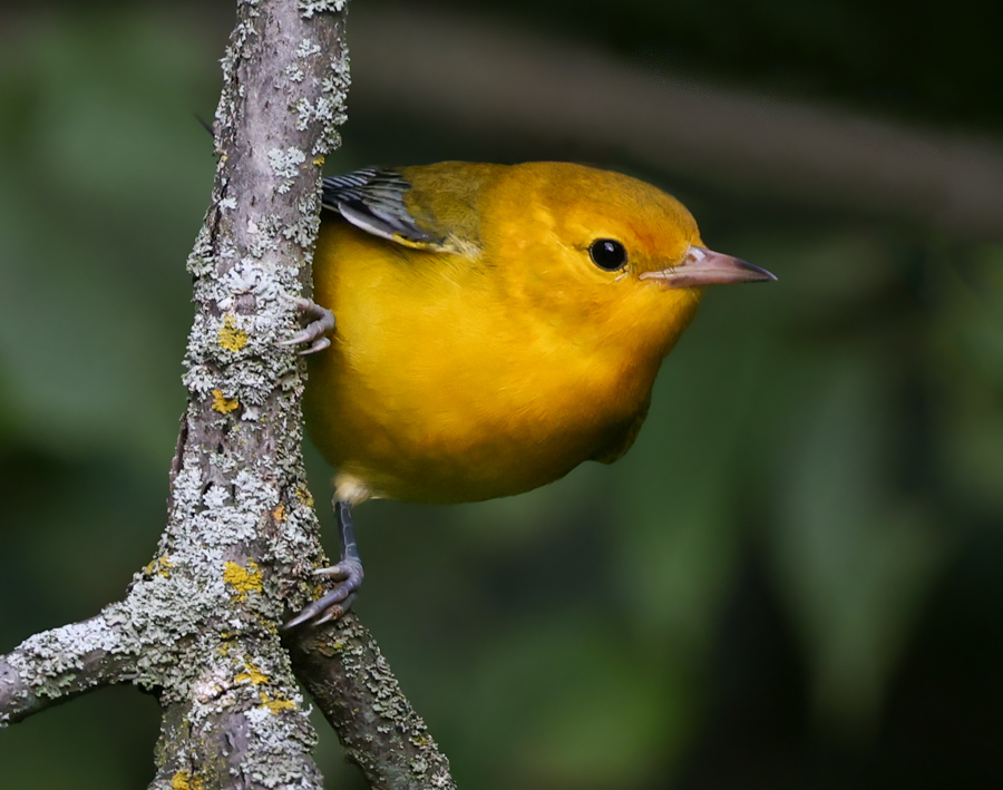 Prothonotary Warbler