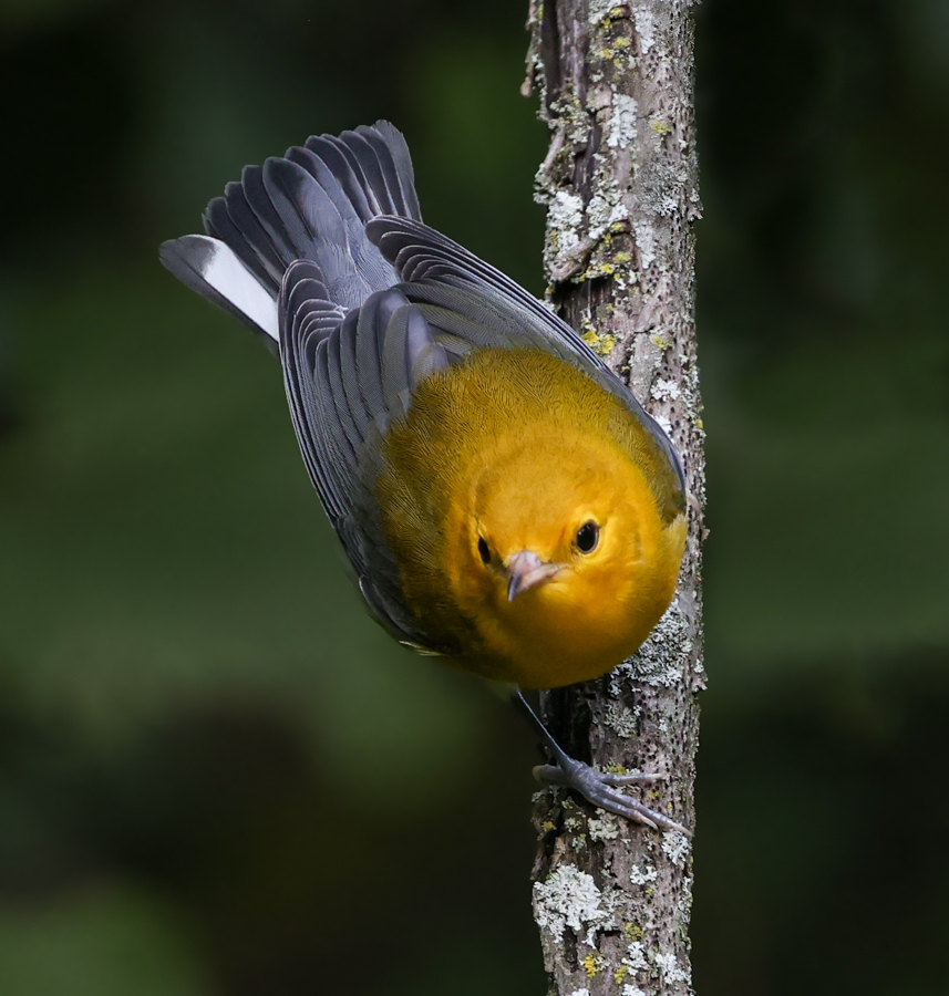Prothonotary Warbler
