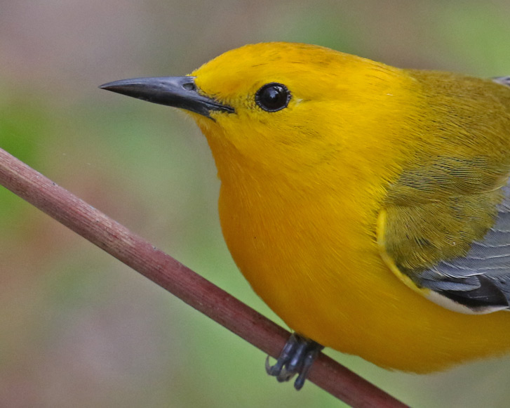 Prothonotary Warbler photo #3