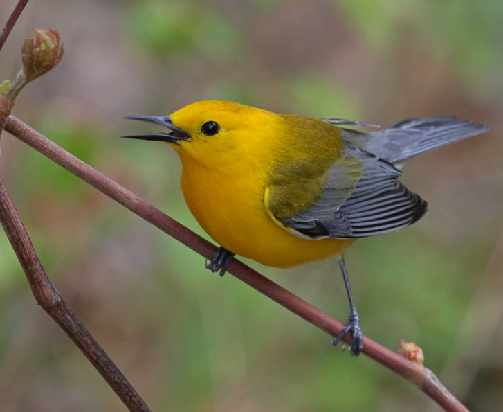 Prothonotary Warbler photo #2