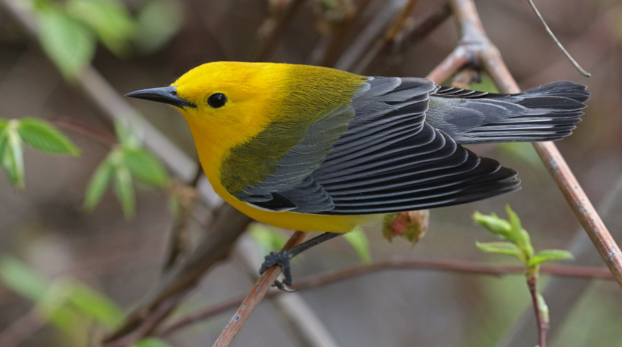 Prothonotary Warbler photo #11