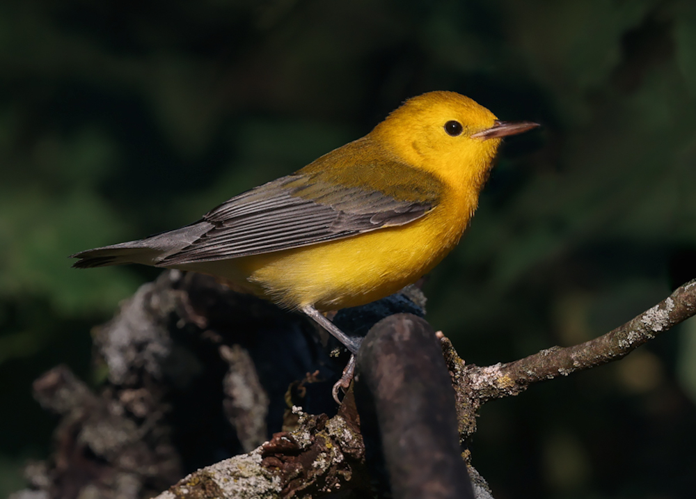 Prothonotary Warbler