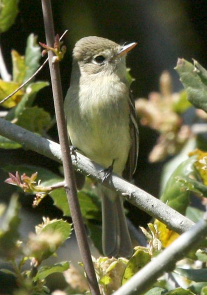 Pacific-slope Flycatcher photo #1
