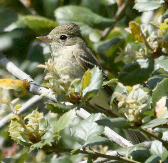 Pacific-slope Flycatcher photo #3