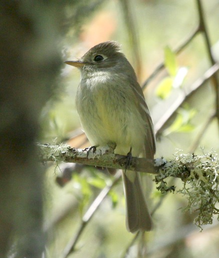 Pacific-slope Flycatcher photo #2