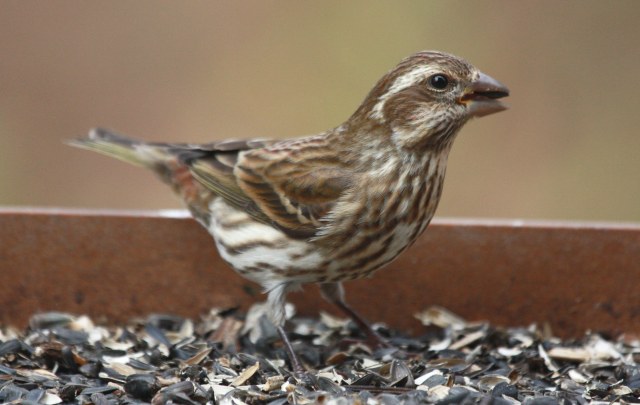 Purple Finch