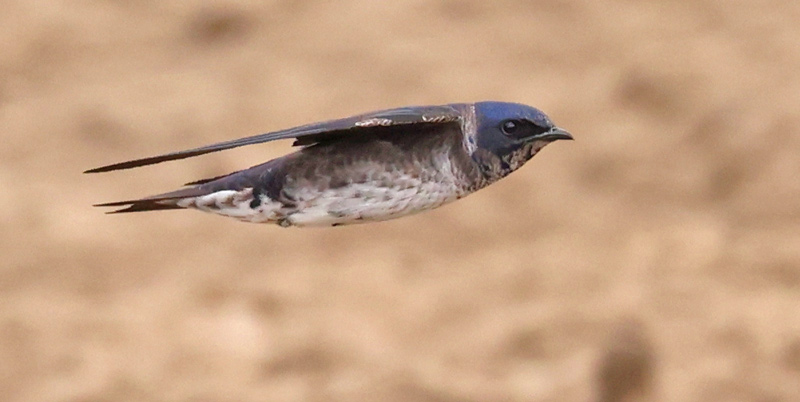 Purple Martin (in flight)