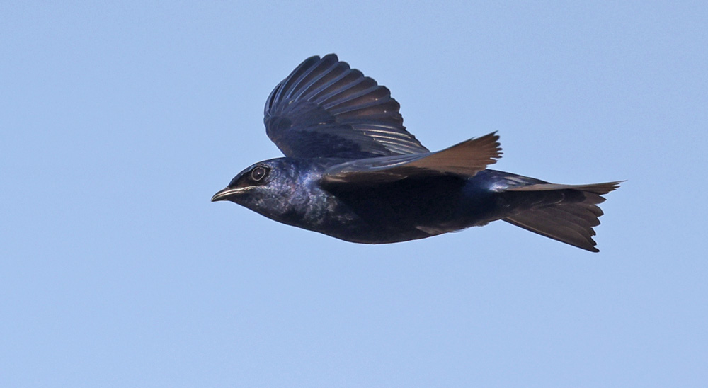 Purple Martin (in flight)