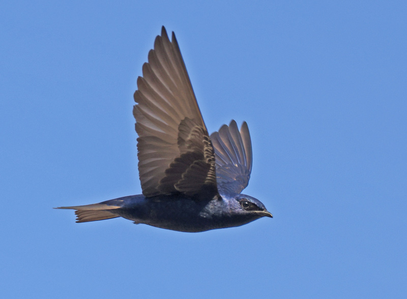 Purple Martin (in flight)