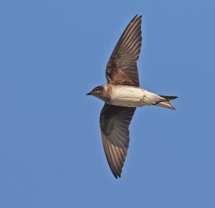 Purple Martin (in flight)