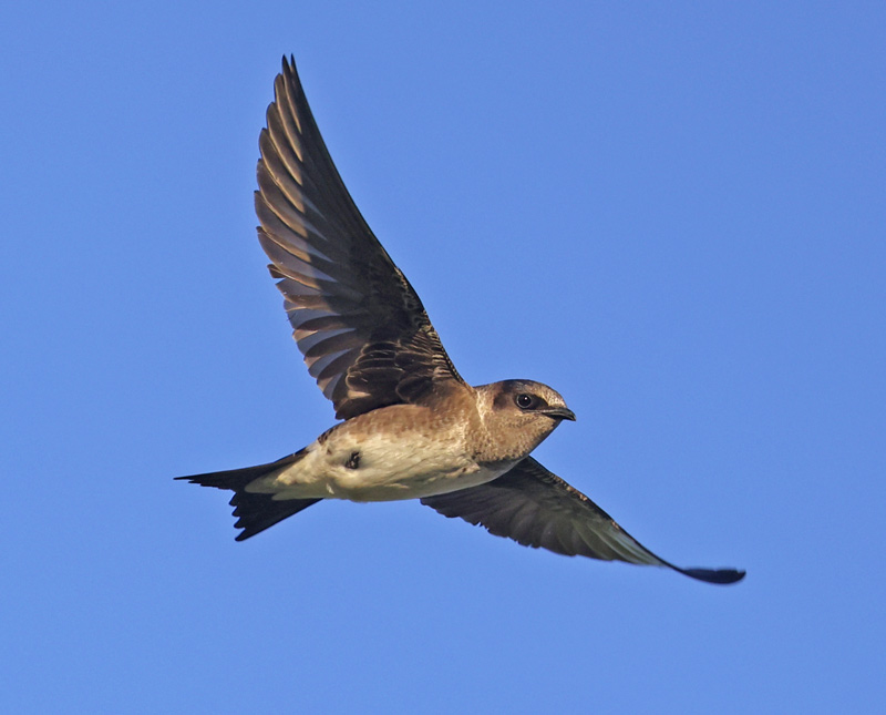 Purple Martin (in flight)