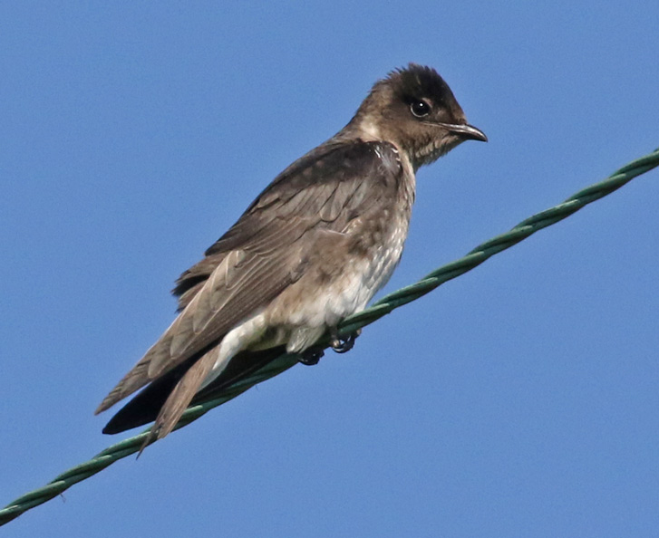 Purple Martin (juvenile)
