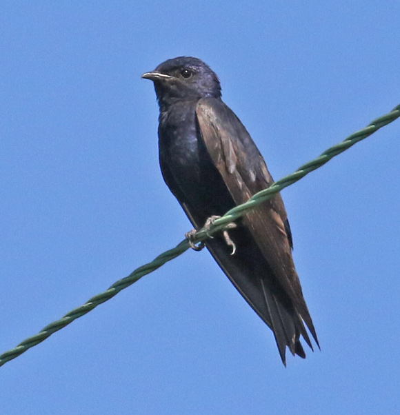 Purple Martin (adult male)