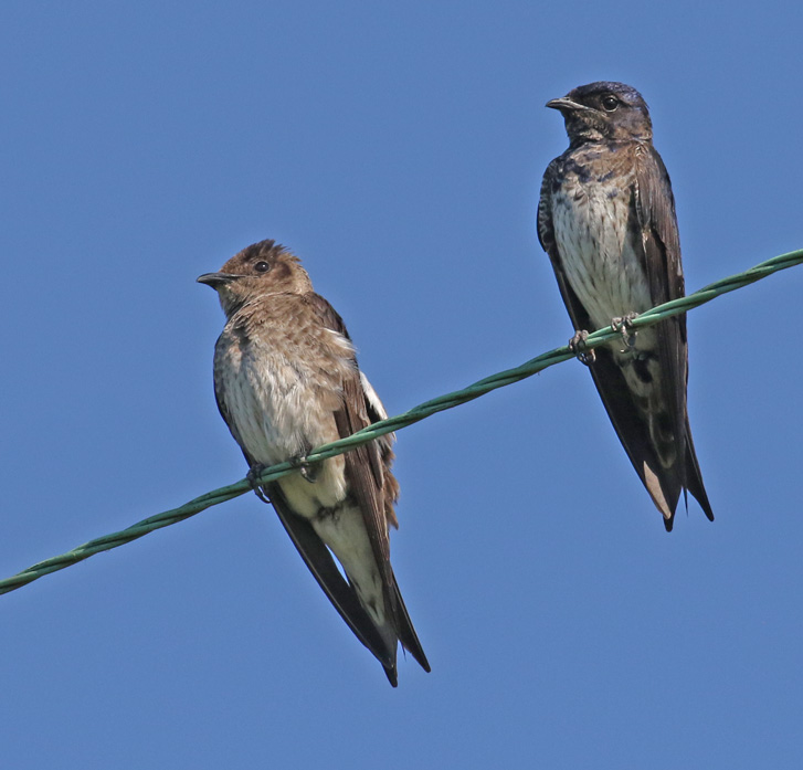 Purple Martin (juvenile)