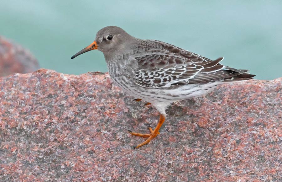 Purple Sandpiper Photo 1