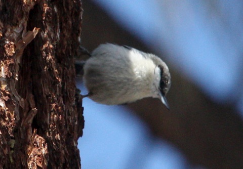 Pygmy Nuthatch