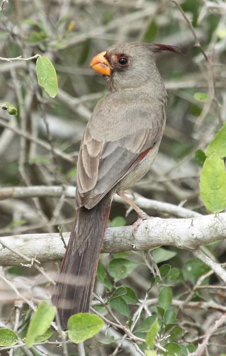 Pyrrhuloxia