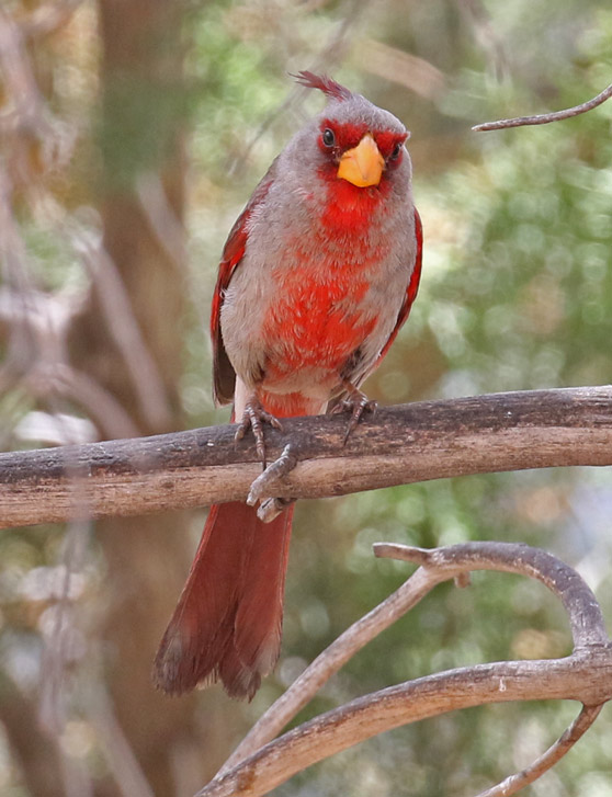 Pyrrhuloxia (adult male)