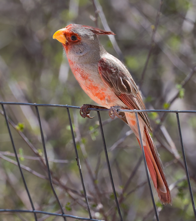 Pyrrhuloxia (adult male)