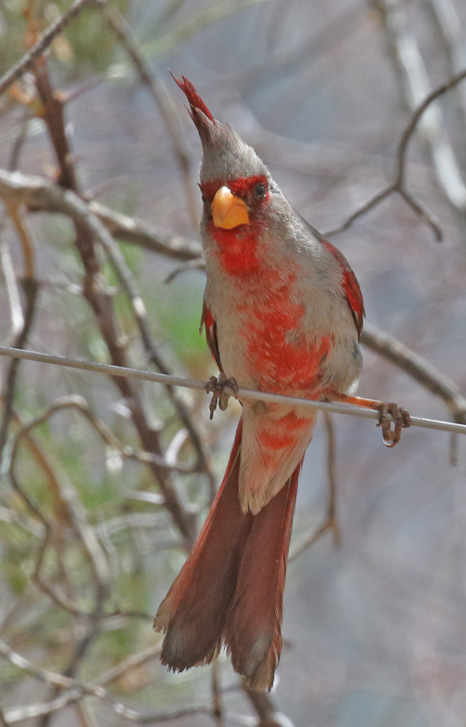 Pyrrhuloxia (adult male)