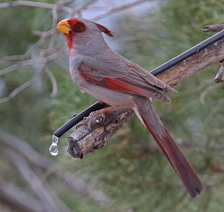 Pyrrhuloxia (adult male)