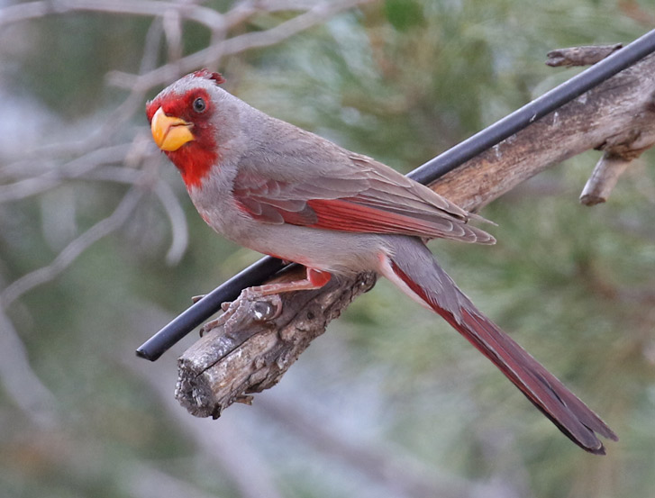 Pyrrhuloxia (adult male)