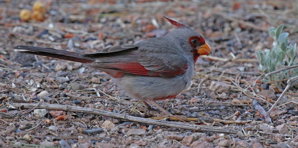 Pyrrhuloxia (adult male)