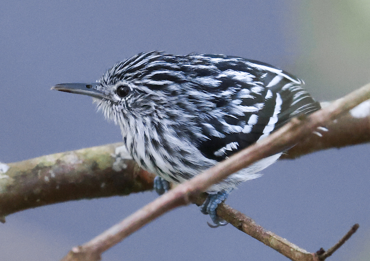 Pacific Antwren