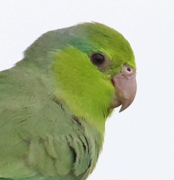 Pacific Parrotlet